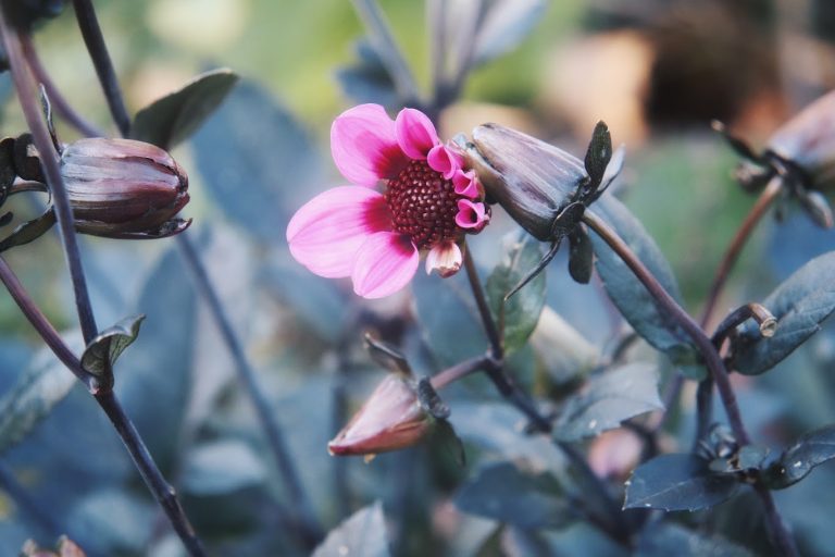 University of Delaware Botanical Gardens