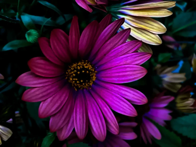 Longwood Gardens 2018