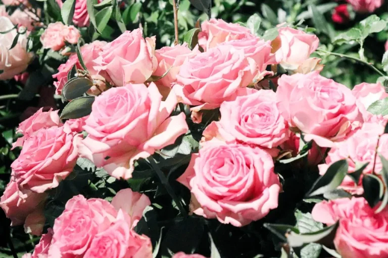 Philadelphia Flower Show 2020