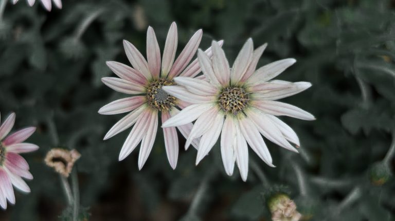 Central Park Conservancy Garden