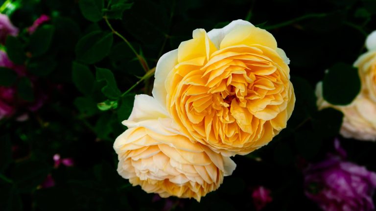 Roger Williams Botanical Garden