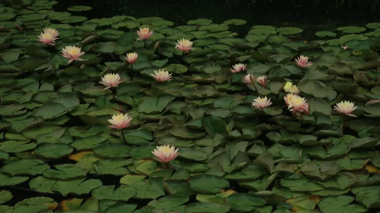 Des Moines Botanical Garden