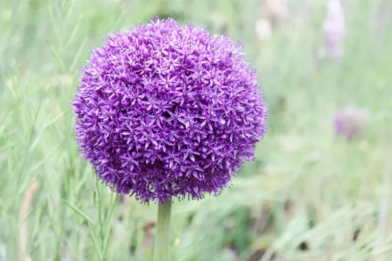 Sarah P. Duke Gardens