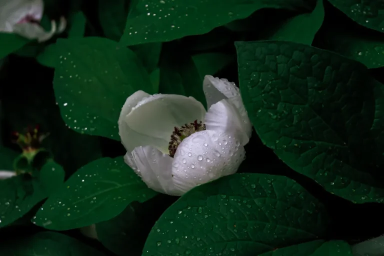 Longwood Gardens 2022