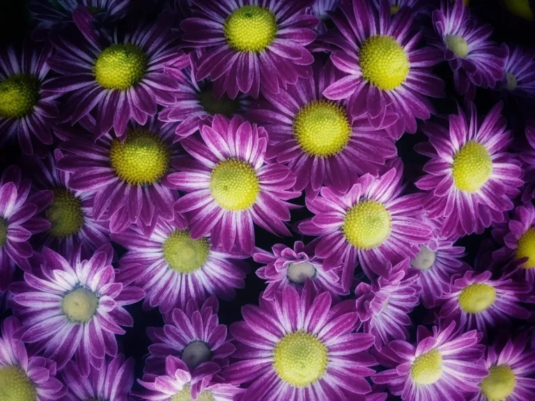 Longwood Gardens 2017